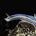 nudibranch_sne_h_0076_yap0410.jpg